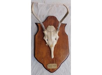 Taxidermy Deer Skull Mounted And Dated On Wooden Plaque