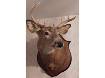Mounted Taxidermy Whitetail Deer Head - 4 Point