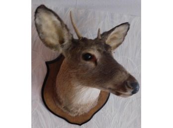 Mounted Taxidermy Whitetail Doe Head