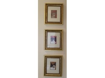 3 Framed Cat Pictures