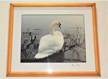 Photograph Of Lovely Swan By Stan Grey