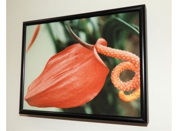 Vibrant 'Anthurium Scherzerianum' Framed Photograph