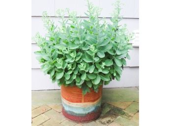 Large Ceramic Planter W/ Plant Included - 15' Round X H16'