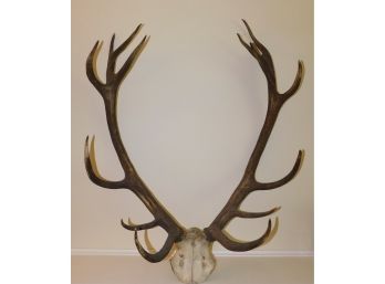 Decorative Authentic Buck Antlers