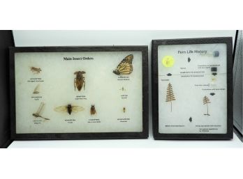 The Riker Specimen Mount Canada Framed Fern Life History & Main Insect Orders Set Of 2