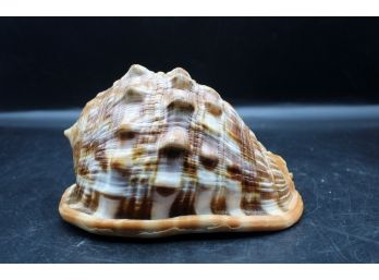 Decorative Cypraecassis Rufa / Bullmouth/ Red Helemet Shell