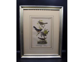 Bird LOVERS Print From Report On The Birds Of Pennsylvania - Framed Plate 95