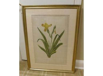 Iris Variegata #6 - Artwork Print In Gold Leaf Frame