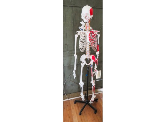 Scientific Painted And Numbered Life-Size Human Skeleton Anatomy Model W/ Stand - H67' X D21'