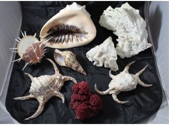 Assorted Seashells & Coral
