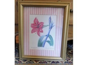 Amaryllis Bresilienne - Floral Artwork In Decorative Frame