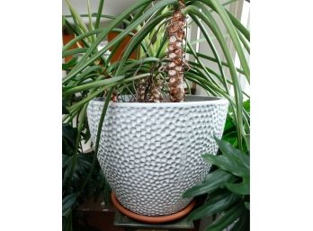 Large Ceramic Planter W/ Plant