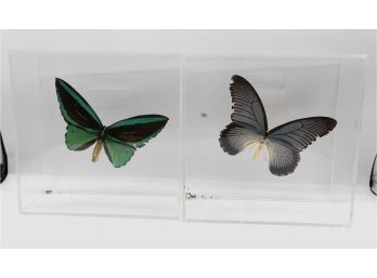 Lovely Lot Of 2 Butterfly Monarch Butterfly Display