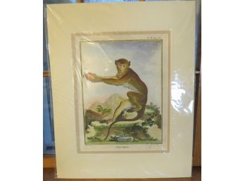G. Buffon 'Macaque' Baron Sculp. Monkey Engraving Matted  Numbered Print