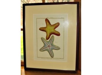 Benard Durarit - Historic Naturelle 'afterie Asterias' Starfish Framed Print
