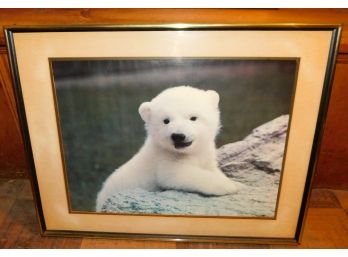 Filmed Photograph Of Baby Polar Bear