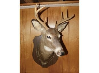 Eight Point Chest Mount Buck Taxidermy On With Composite Wood Wall Plaque