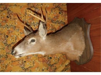Taxidermy 6 Point Chest Mount Buck With Composite Wood Wall Plaque
