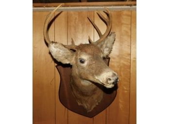 Eight Point Chest Mount Buck Taxidermy On Solid Wood Wall Plaque