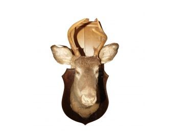 Taxidermy 5 Point Chest Mount Deer With Wood Plaque
