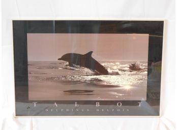 Framed Talbot Delphinus Delphis Photograph Print Of Breaching Dolphins