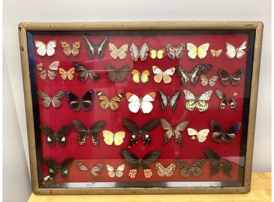 Genune Butterfly Display In Shadowbox Frame With Written Descriptions On The Back