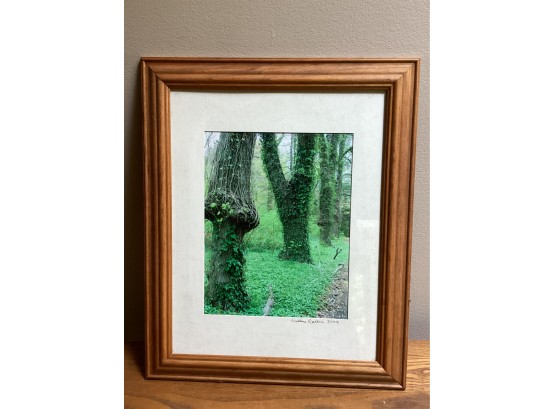 Wallace Collin Signed Photograph Woodland Scene Framed