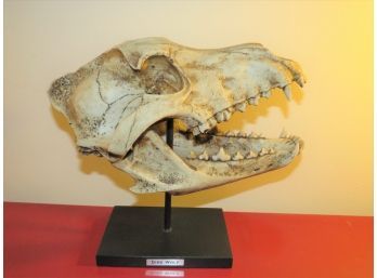 Dire Wolf Scull On Stand
