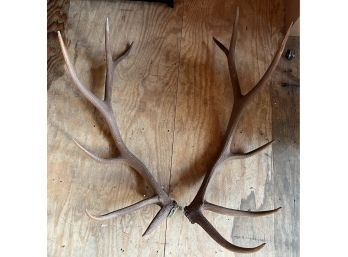 12 Point Elk Antlers - 2 Total