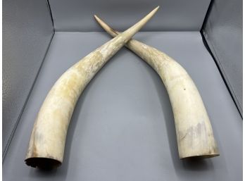 Decorative Hollow Ox Horns - 2 Total