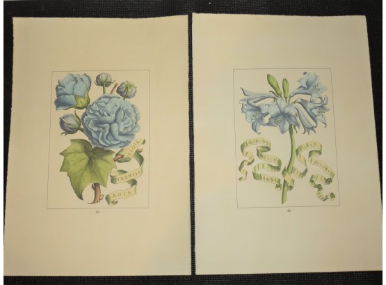 Giovanni Battista Ferrari Flora Botanical Drawings, Prints - Lot Of 2 - Unframed