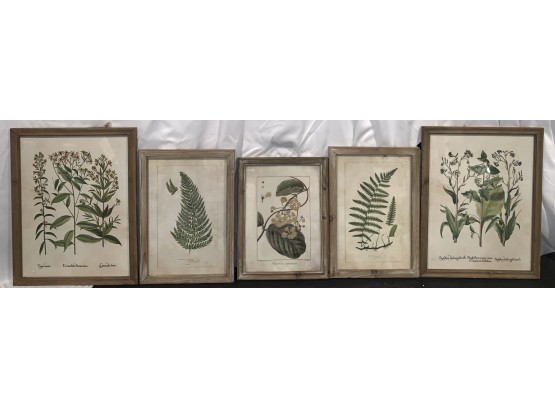 Wildflower Botanical Prints - Lot Of 5