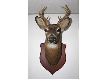 Deer Head Shoulder Mount Taxidermy Mounted (R003)