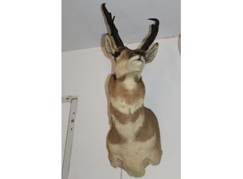 35' Taxidermy Deer Head (026)