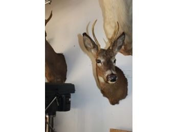 19' Taxidermy Deer Head (030)