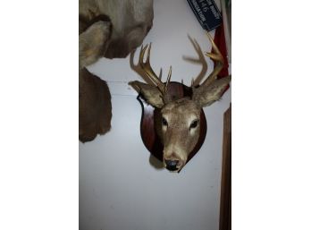 17' Taxidermy Deer Head With Wooden Plague (028)