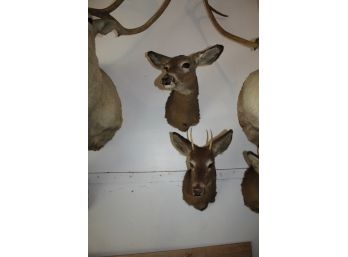 Two 19' Taxidermy Deer Heads (029)