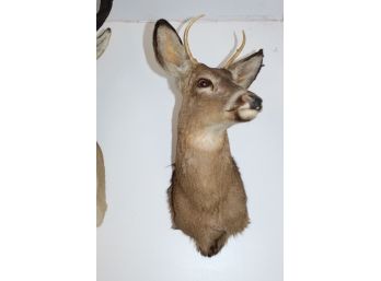 28' Taxidermy Deer Head (025)