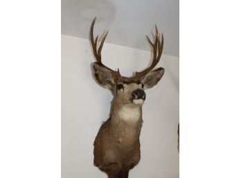 40' Taxidermy Deer Head (024)