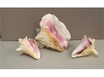 Three  Conch Shells