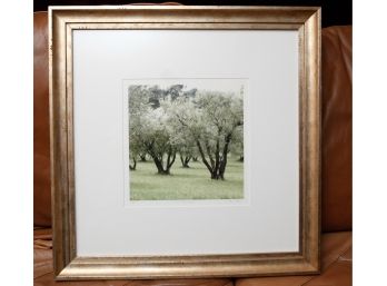 Pierre Deux 'olive Tree Grove' #3/250 - Signed Robin Rome 23 X 23 (0417)