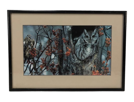 Framed Nature Print, Owl In A Tree - #BW-A9