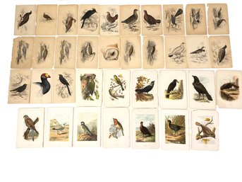 Vintage Hand Colored Jardine Bird Engravings & Bird Bookplates By A. Thorburn & More - #S11-5