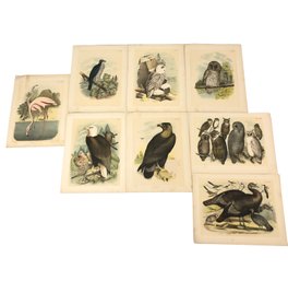 Collection Of Theodore Jasper Birds Of North America Chromolithographs - #S11-2