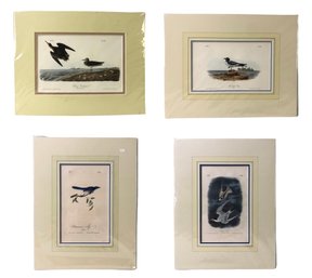 Antique John James Audubon Hand Colored Book Plates From 'The Birds Of America' - #S13-3