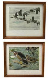 Framed Louis Agassiz Fuertes Art Prints By American Wildlife Institute, Washington D.C. - #C3