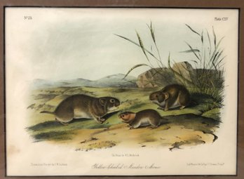 'Yellow Cheeked Meadow Mouse,' J.J. Audubon Lithograph By J.T. Bowen, Phil. - #S12-3