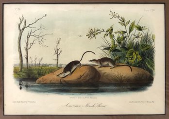'American Marsh Shrew,' J.J. Audubon Lithograph, Printed & Colored By J.T. Bowen, Phil. - #S12-3