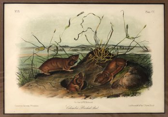 'Columbia Pouched Rat,' J.J. Audubon Lithograph, Printed & Colored By J.T. Bowen, Phil. - #S12-3