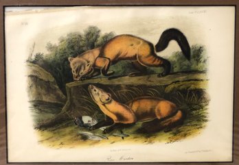 'Pine Marten' J.J. Audubon Lithograph, Printed & Colored By J.T. Bowen, Phil. - #S6-3